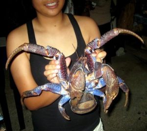 PET A COCONUT CRAB AT CHAMORRO VILLAGE