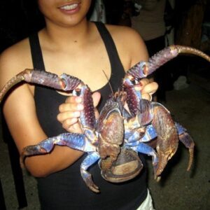 PET A COCONUT CRAB AT CHAMORRO VILLAGE